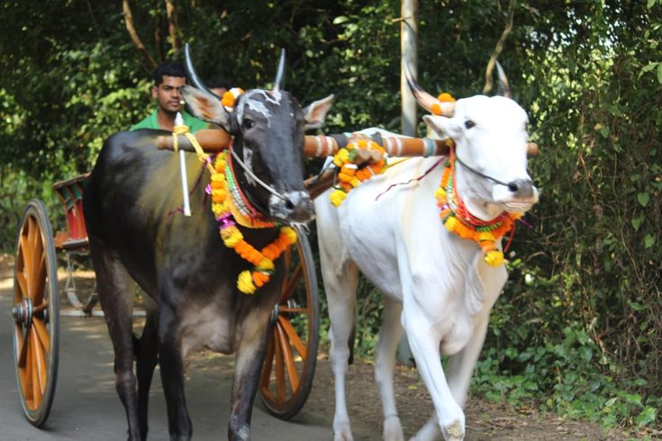 Bullock Cart